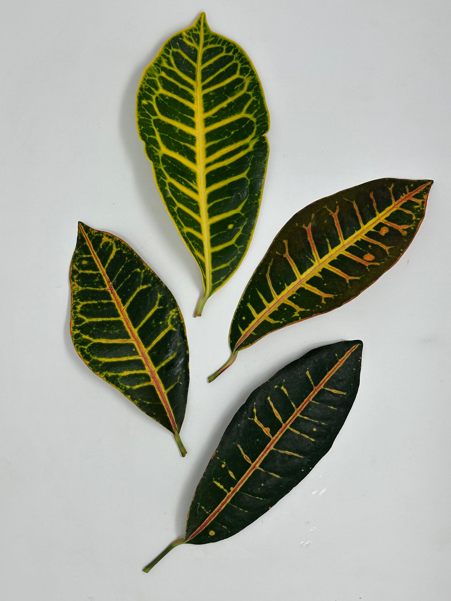 Croton Leaves