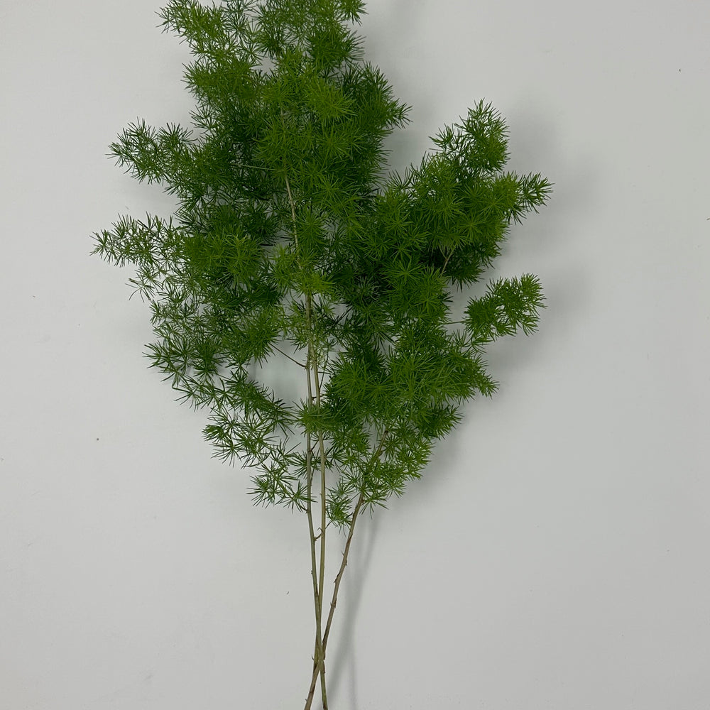 Ming Fern (O.P, Oriental Pine)