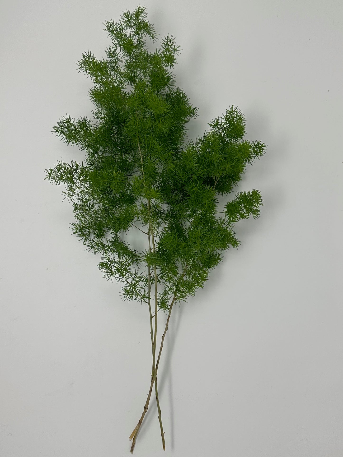 Ming Fern (O.P, Oriental Pine)