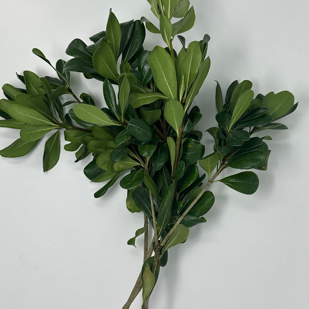 Green Pittosporum