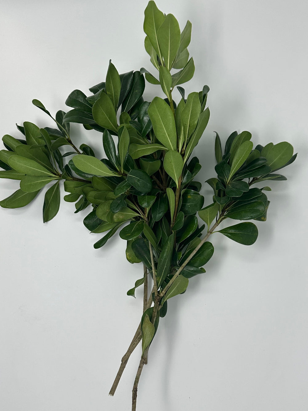 Green Pittosporum