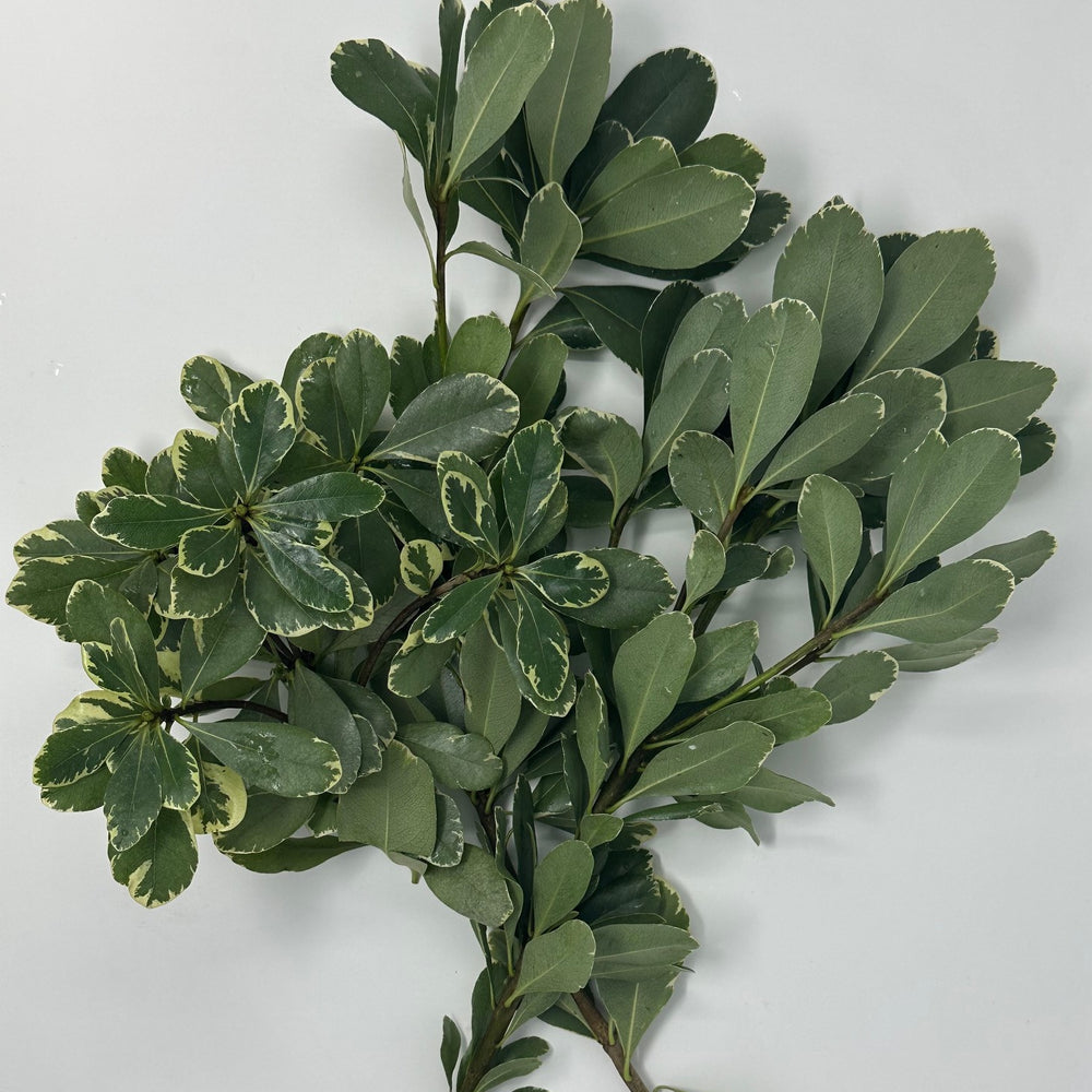 Variegated Pittosporum