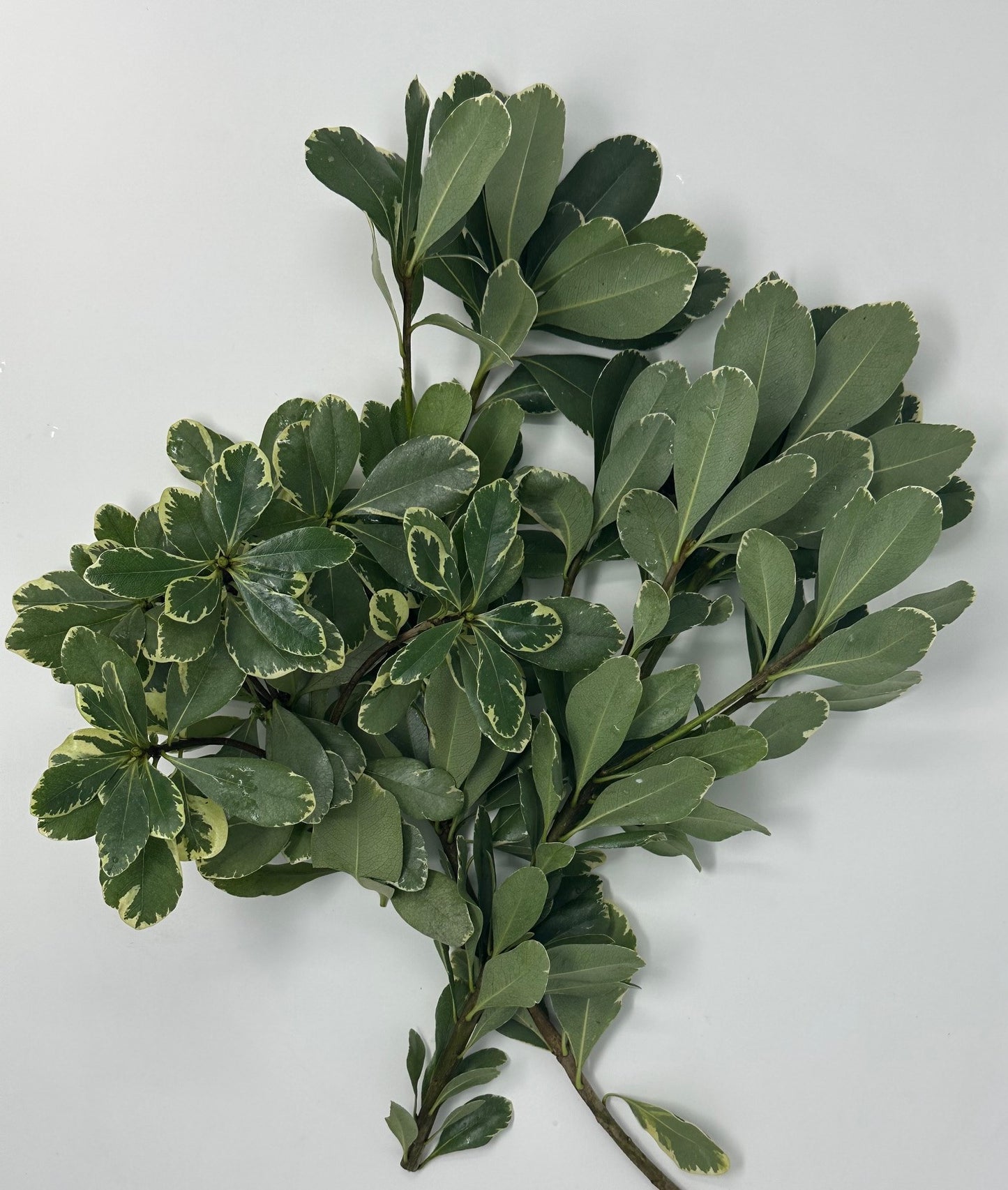 Variegated Pittosporum