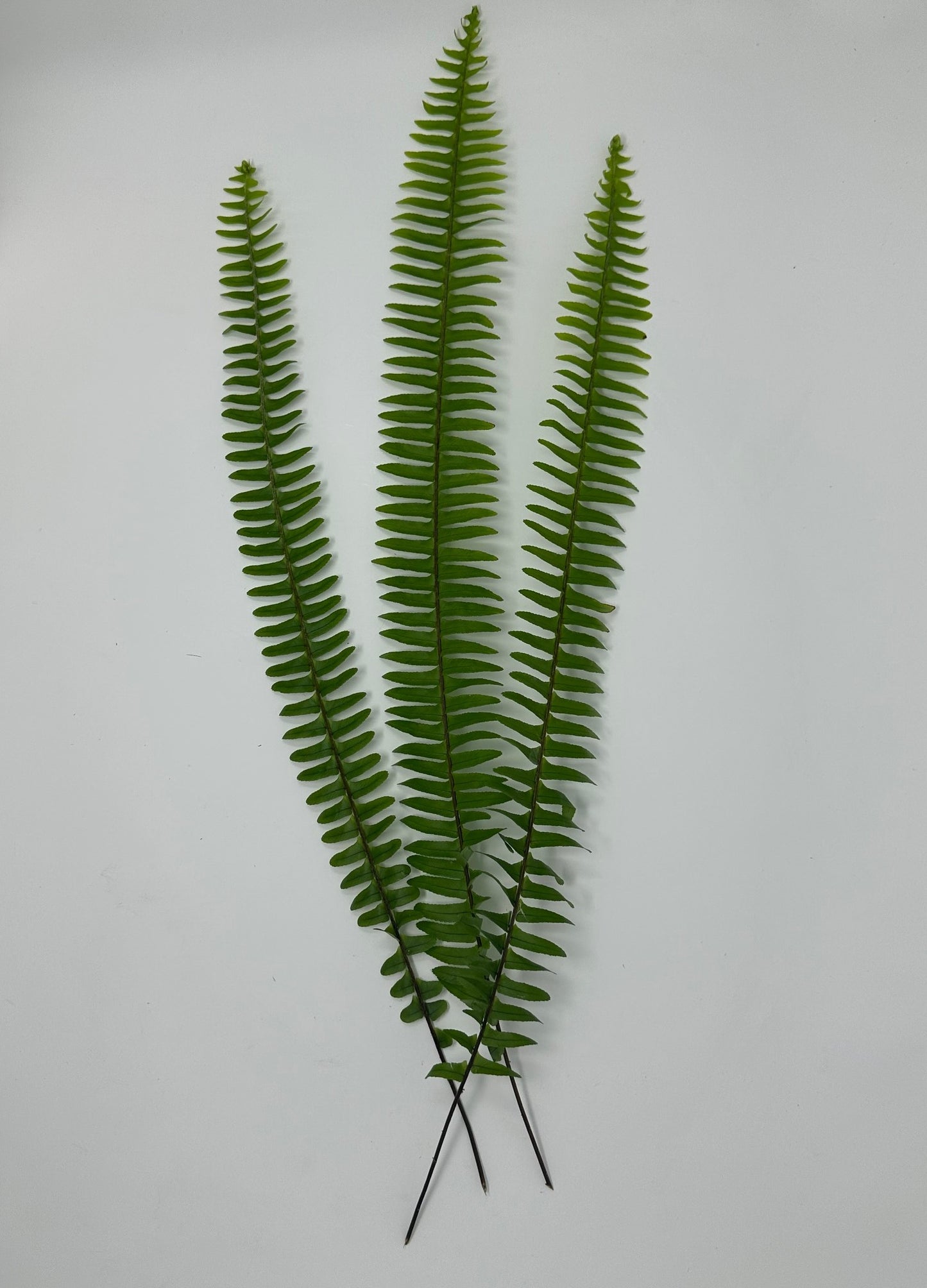 Sword Fern