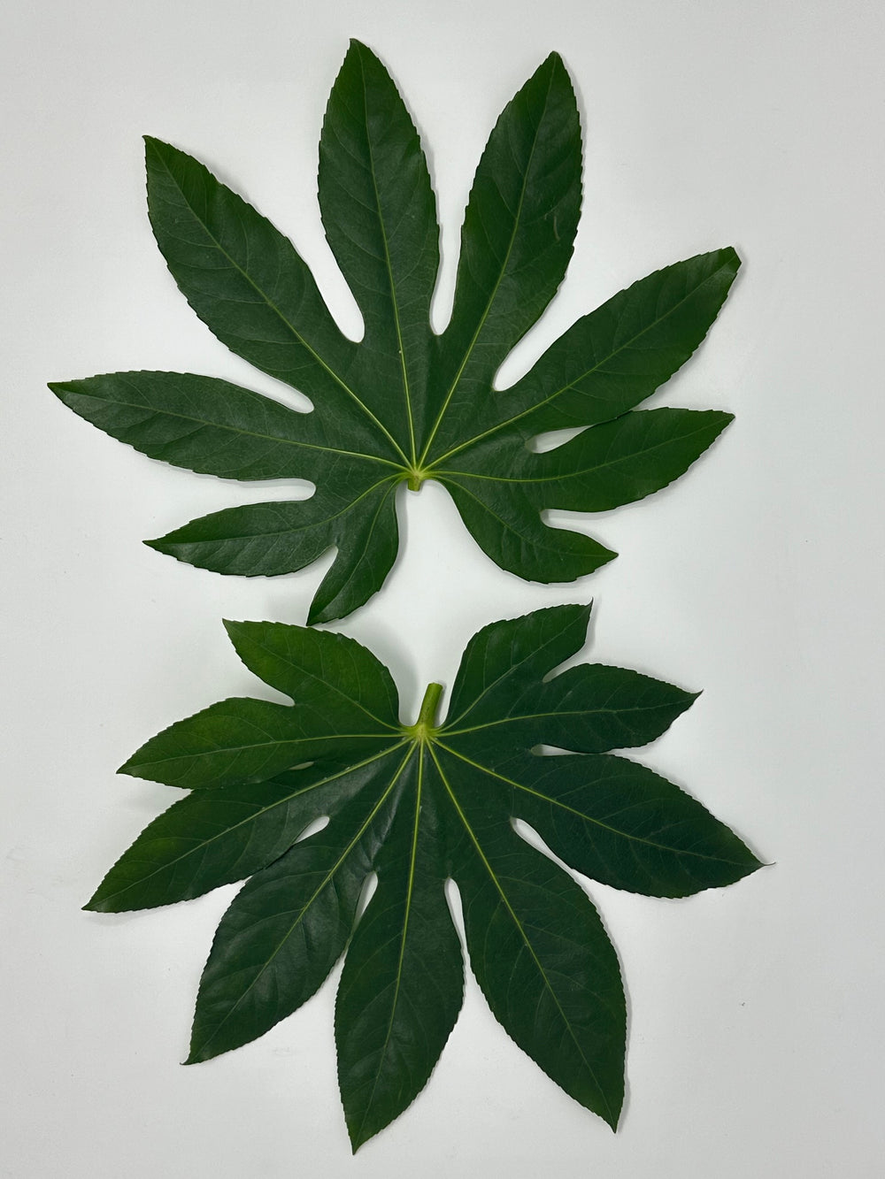 Fatsia Japonica/Aralia)