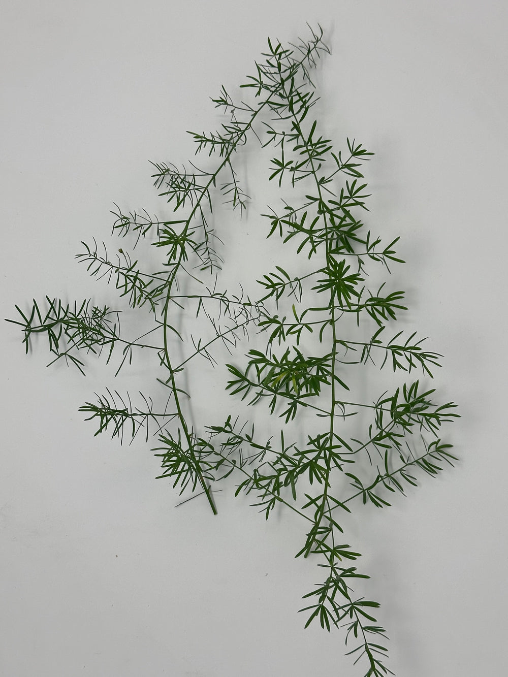 Springeri Fern- Tips/Short