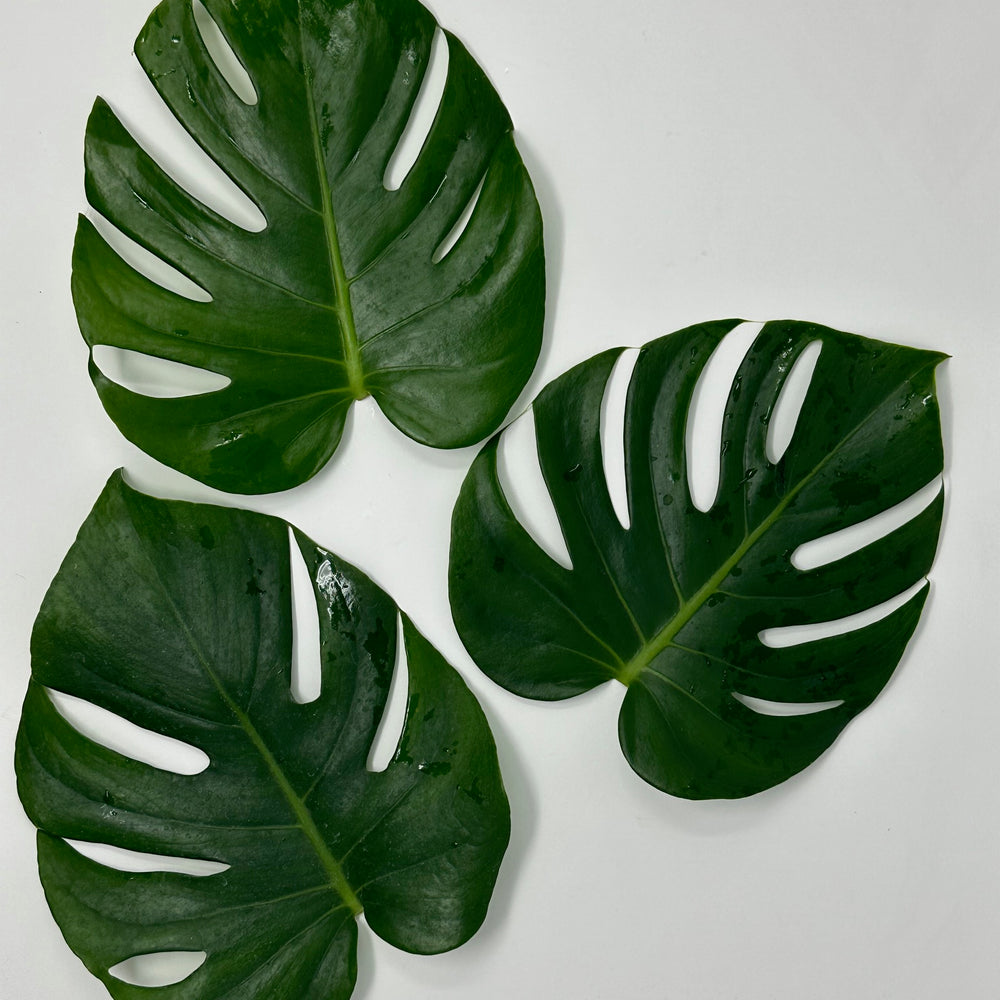 Tropical Leaves