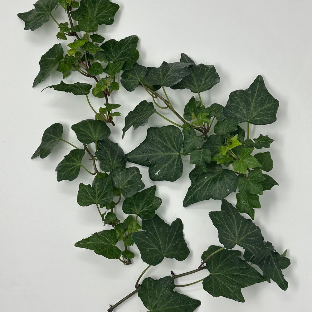 Green English Ivy