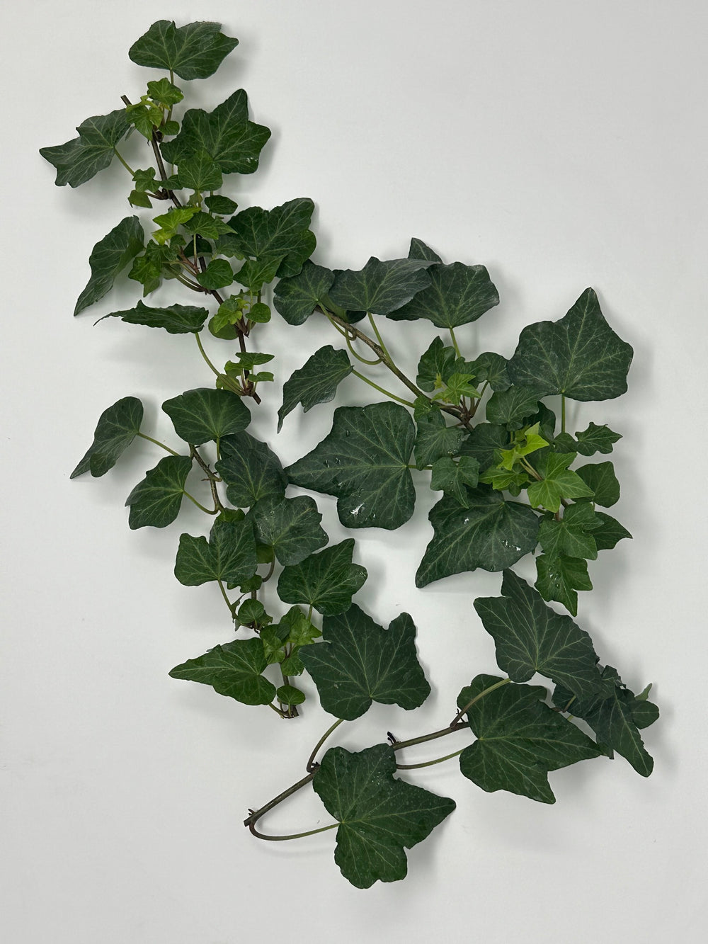 Green English Ivy