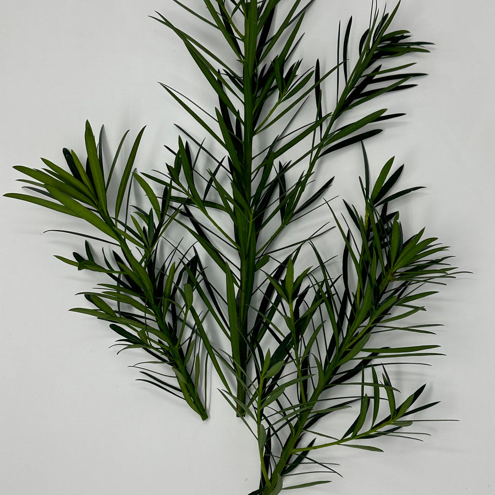 Podocarpus