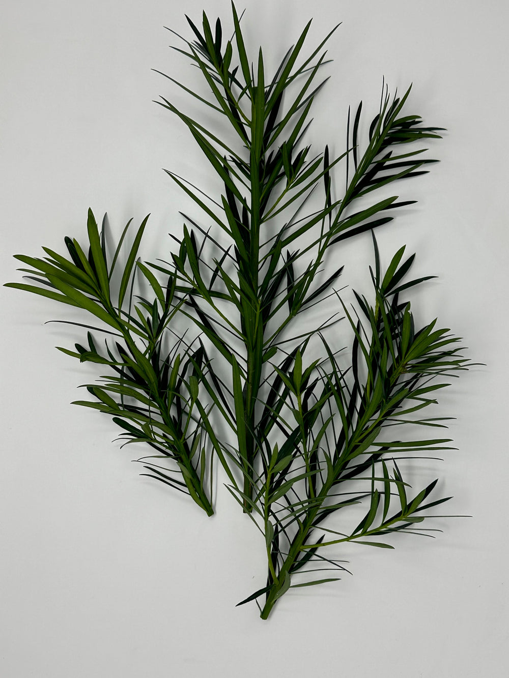 Podocarpus