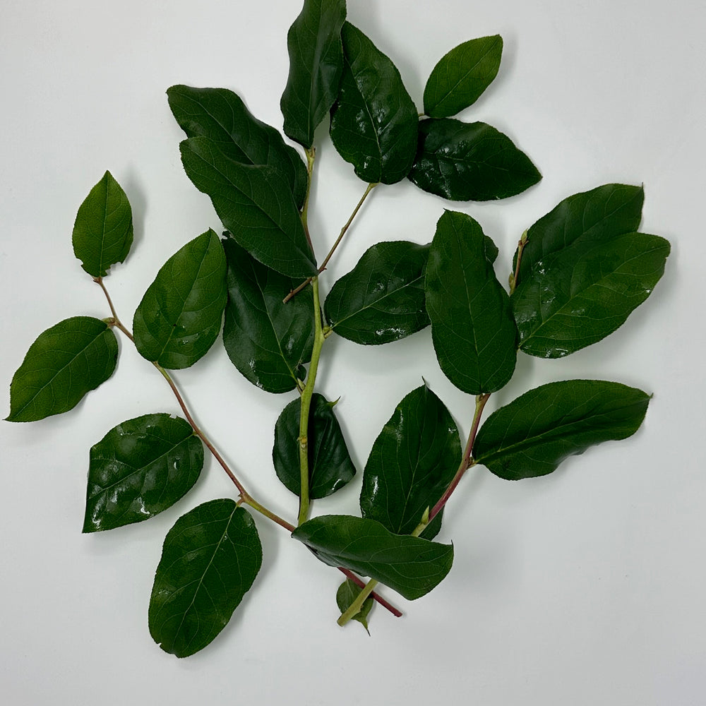 Salal- Long