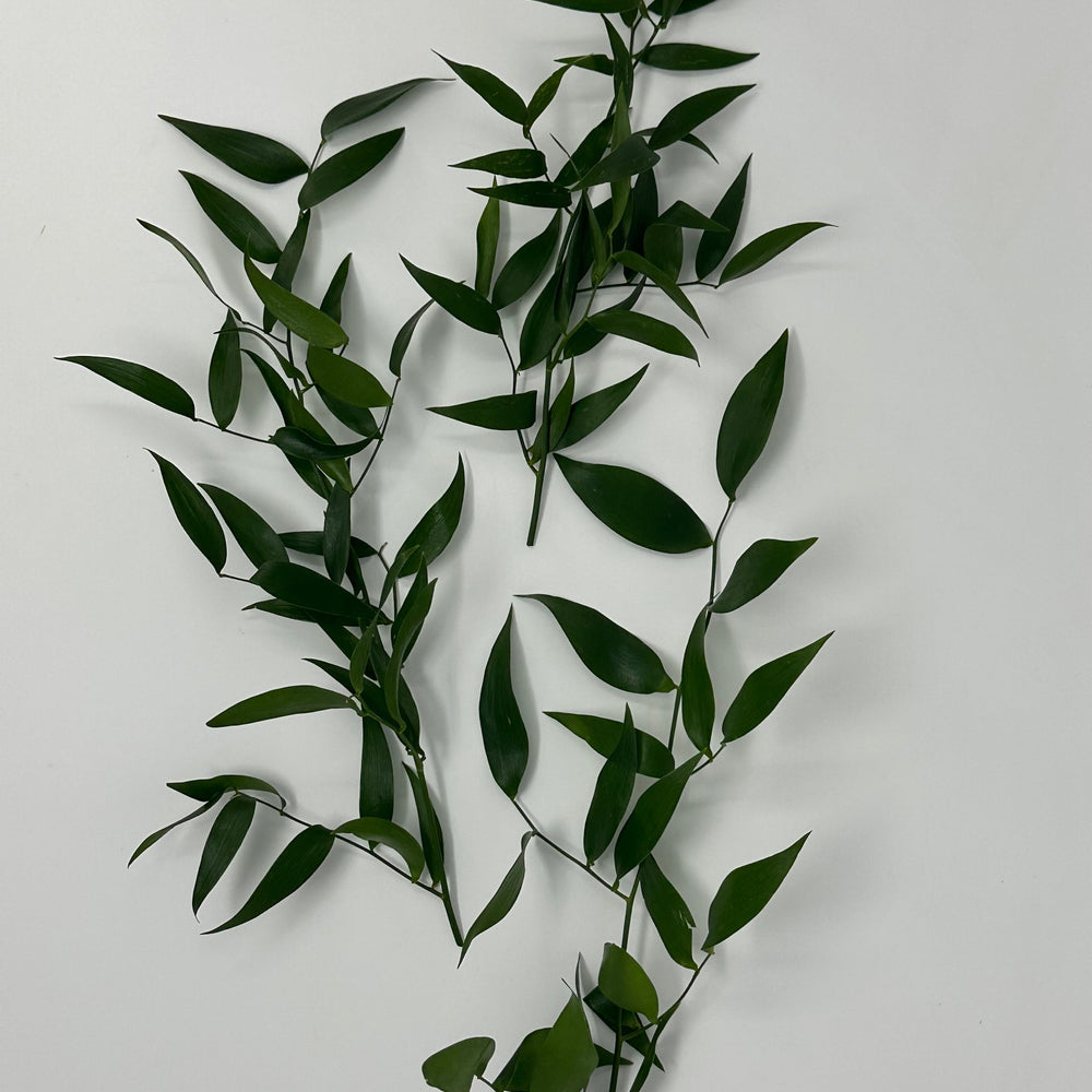 Italian Ruscus 150 Gram