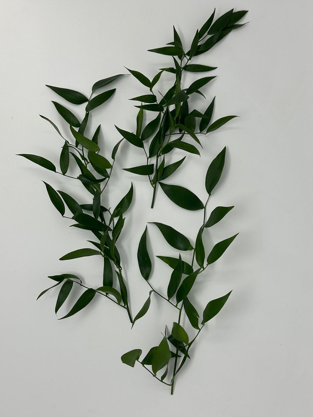 Italian Ruscus 150 Gram