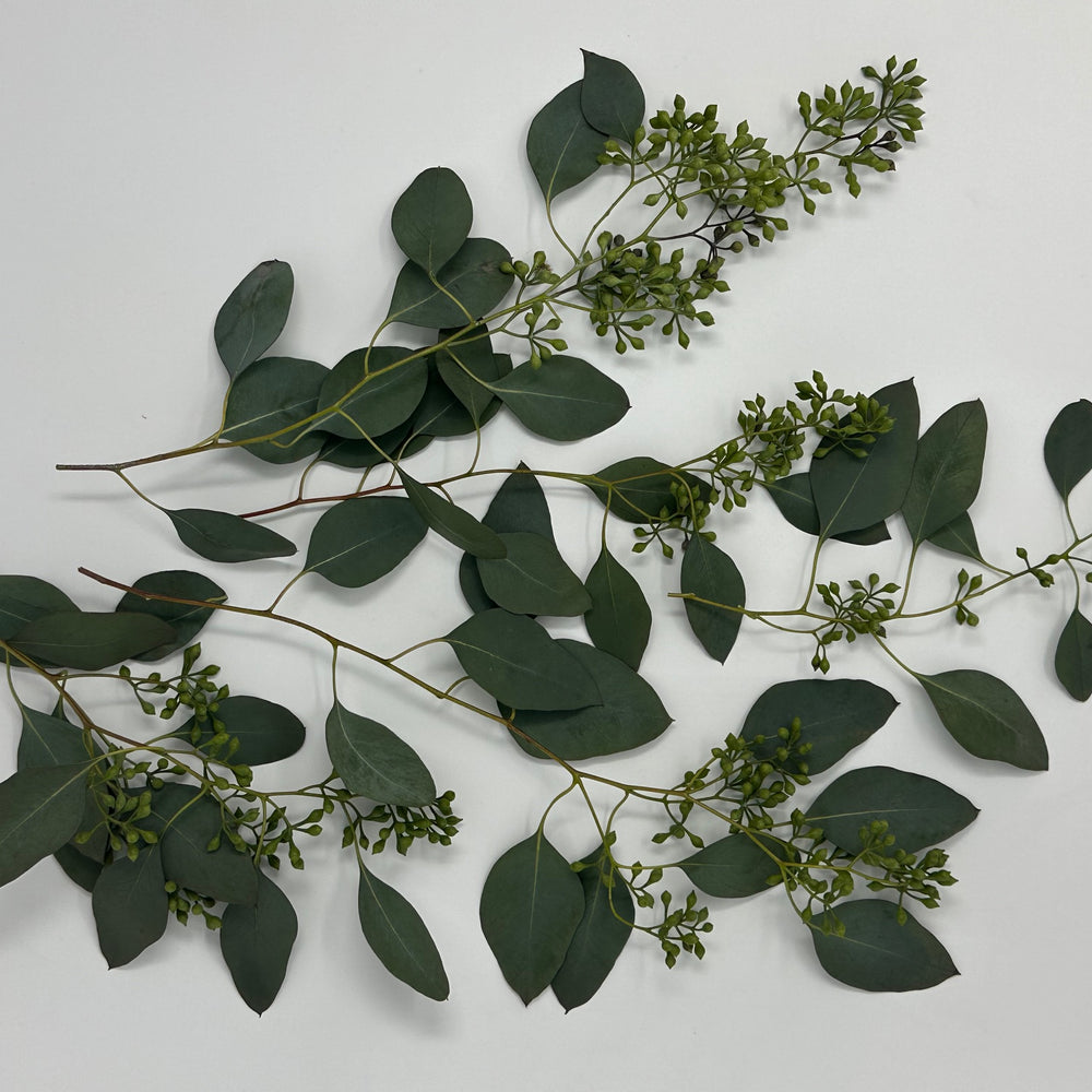 Seeded Eucalyptus