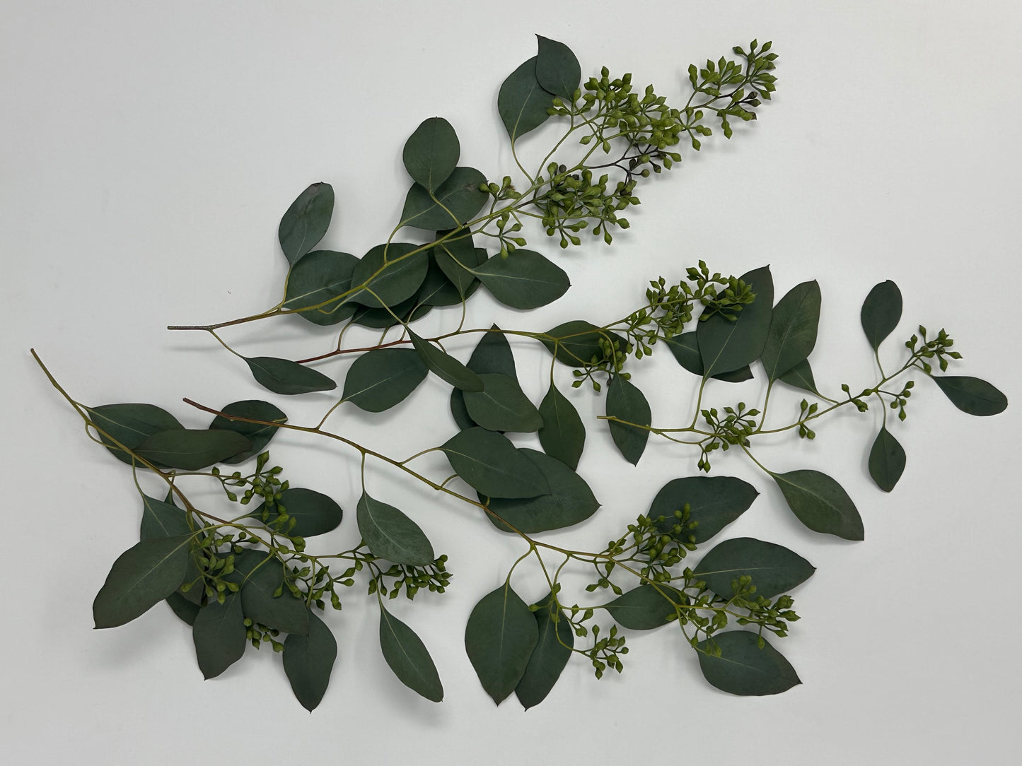 Seeded Eucalyptus