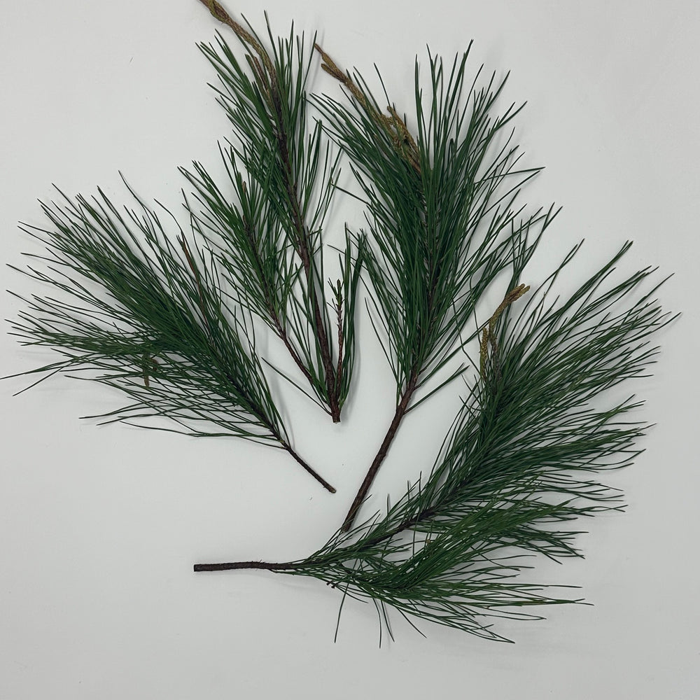 Florida Pine