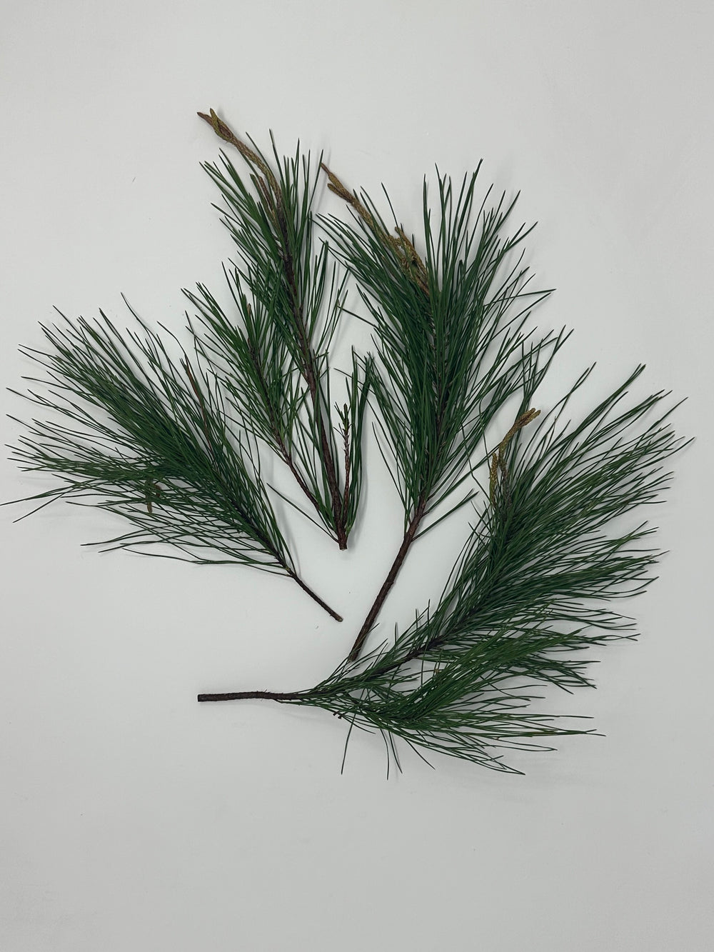 Florida Pine