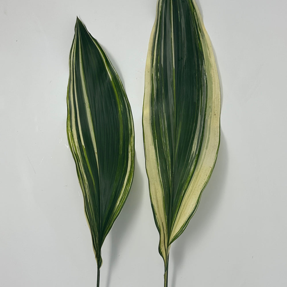 Variegated Aspidistra