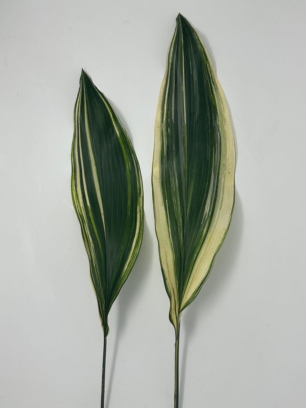 Variegated Aspidistra