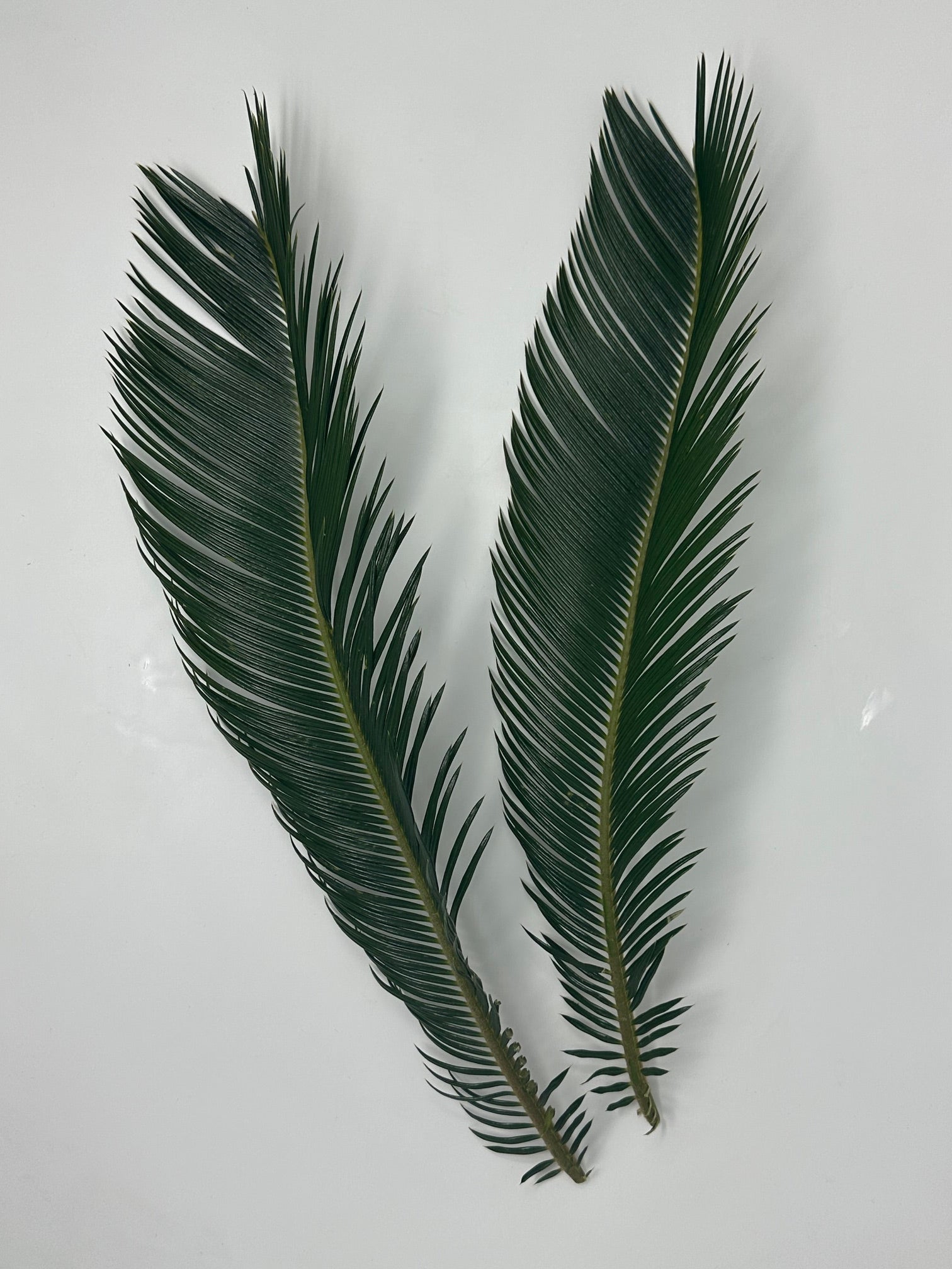 Sago Palm - Regular Length – Evergreen