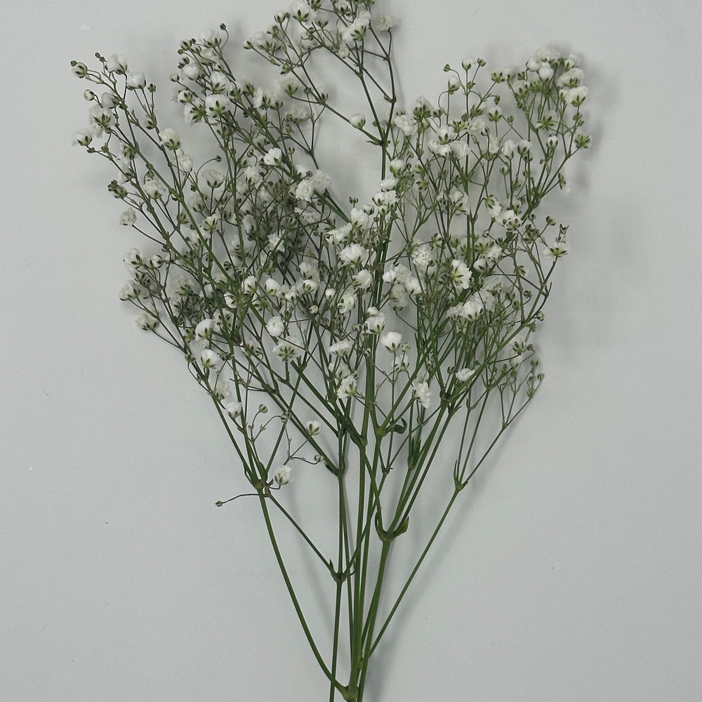 Gyp/Baby's Breath Bunches