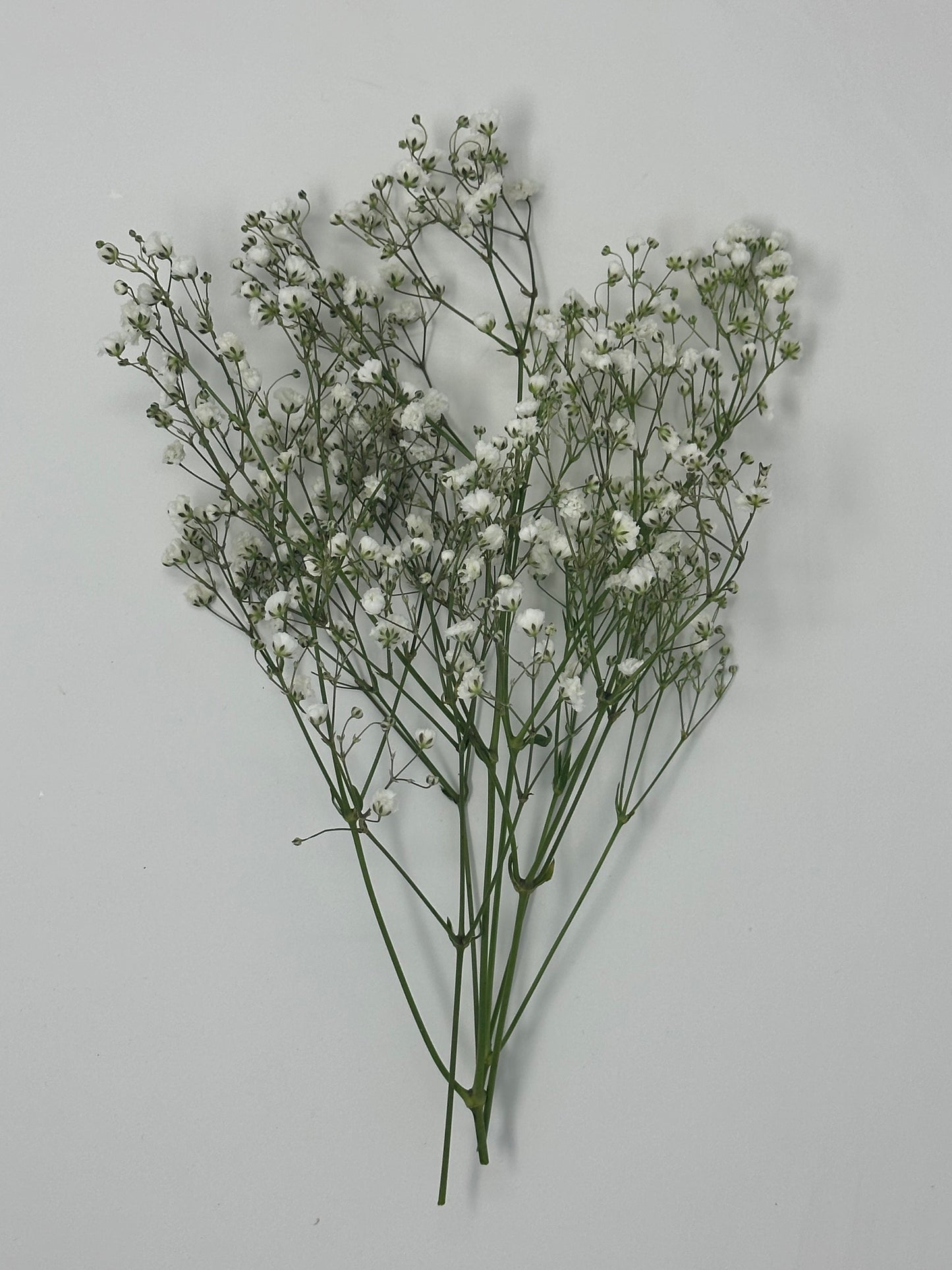 Gyp/Baby's Breath Bunches