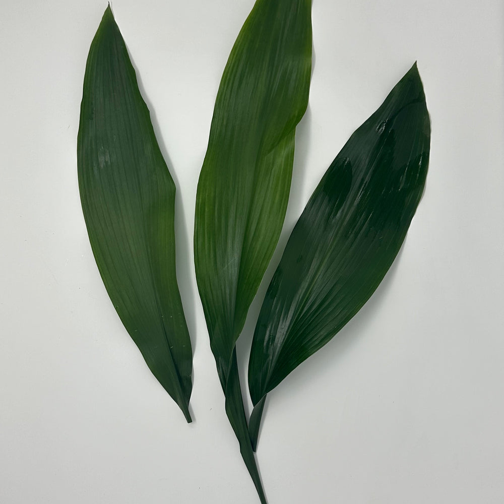 Green Aspidistra)