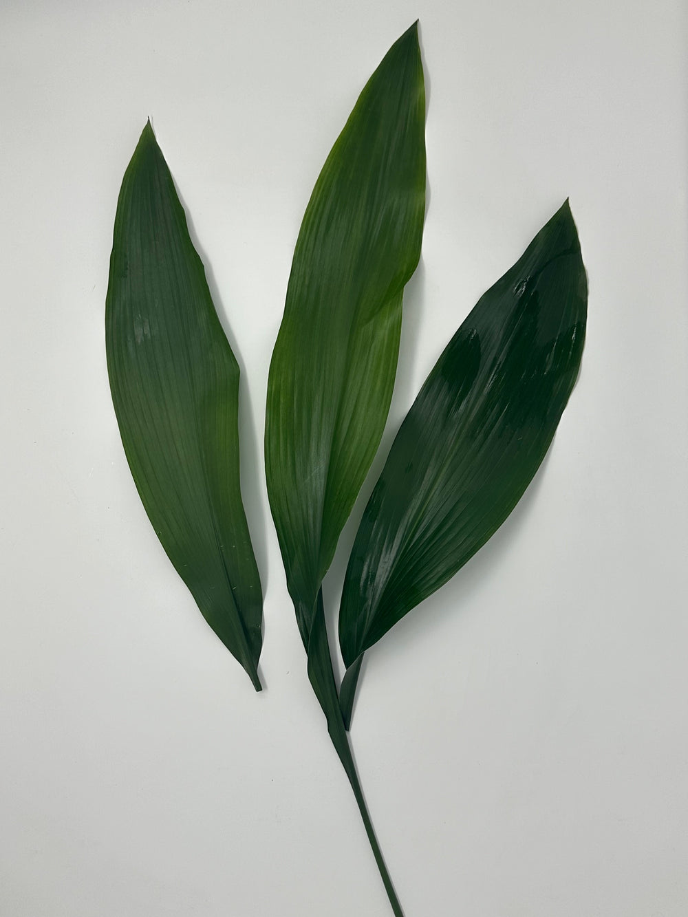 Green Aspidistra)