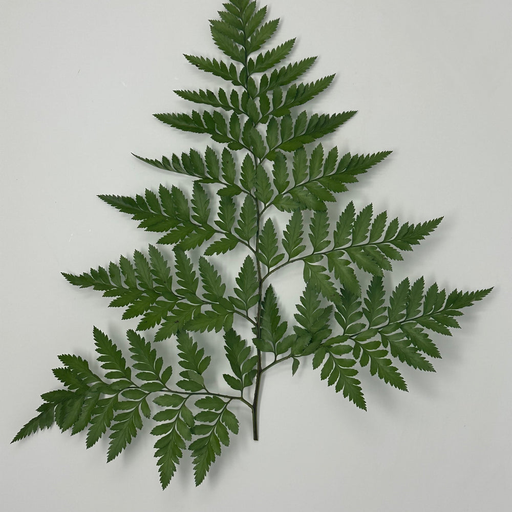 Florida Ferns and Foliage