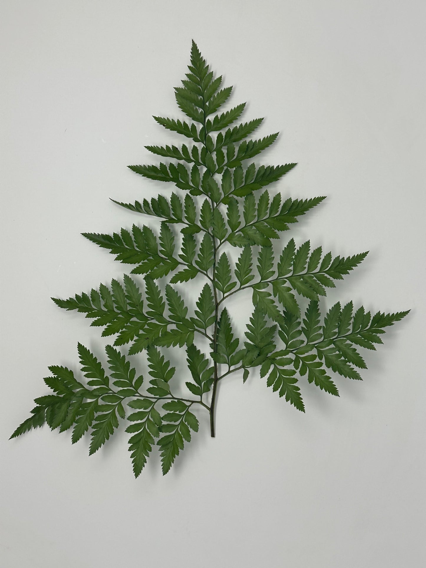 Leatherleaf