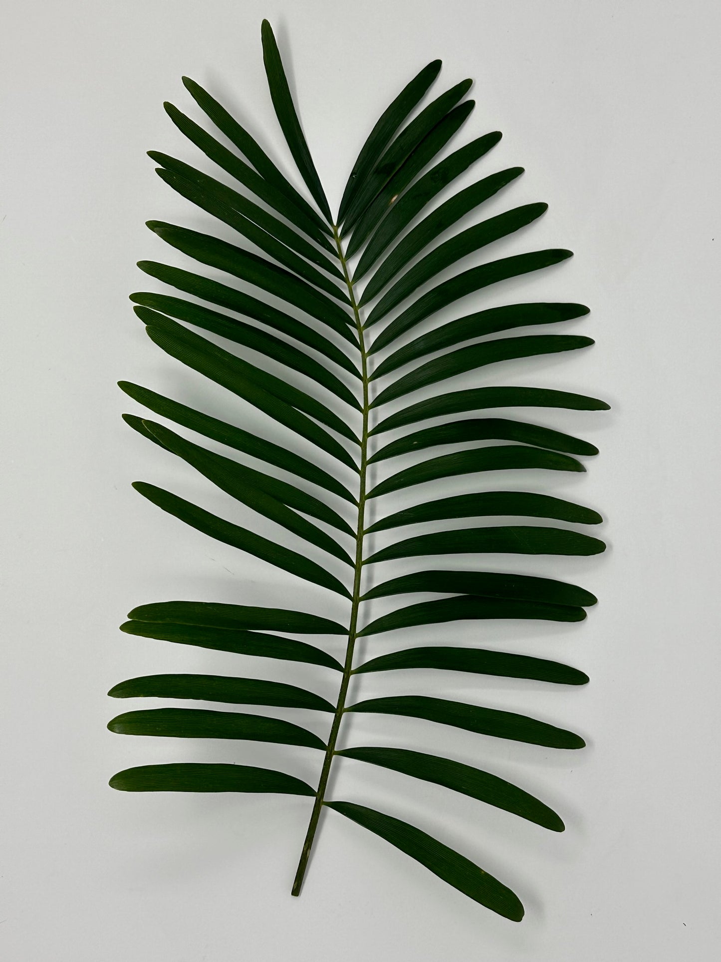 Coontie Palm