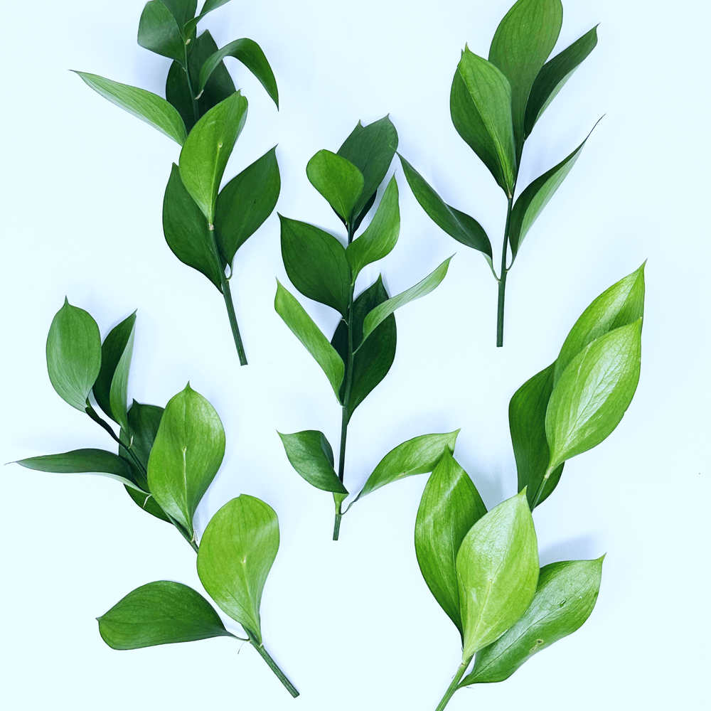 Israeli Ruscus