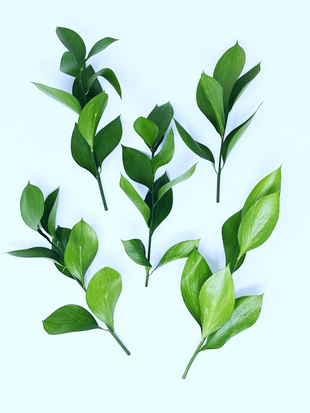 Israeli Ruscus